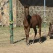 aqha wimpy little step / peppy san badger