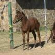 aqha wimpy little step / peppy san badger